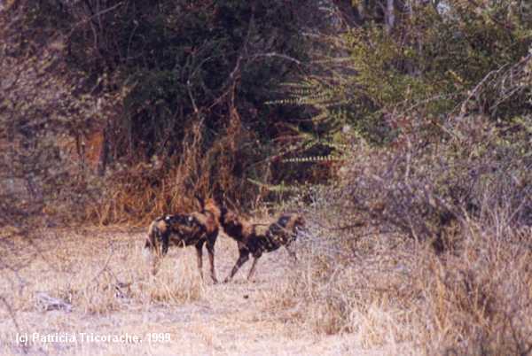 Wild dogs