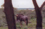 Wildebeest behind tree in Etosha, Namibia