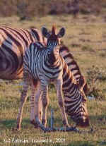 Zebra foal in Etosha, Namibia