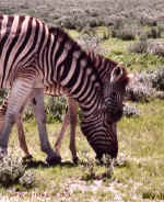 Zebra foal and mom in Etosha, Namibia