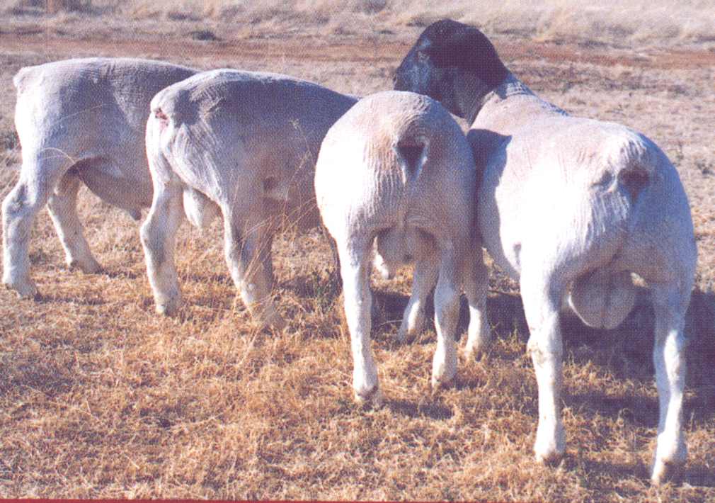 Ram lambs