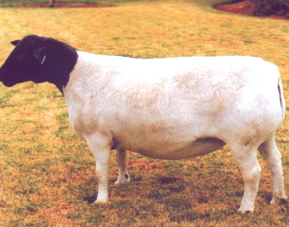 Champion ewe