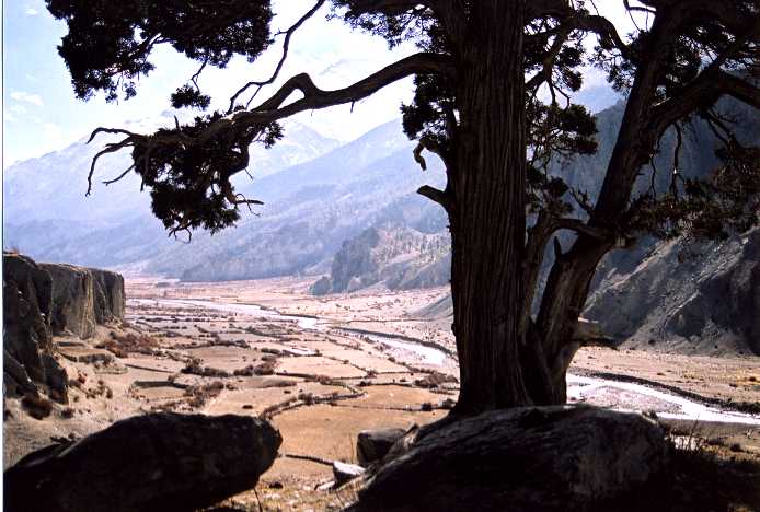 tree 2