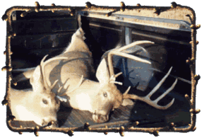 Click for more Cross Farm Hunting pictures...