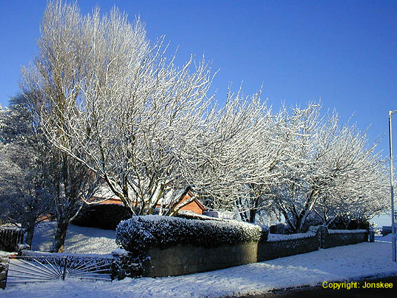 The cherry trees are impressive with a covering of snow.