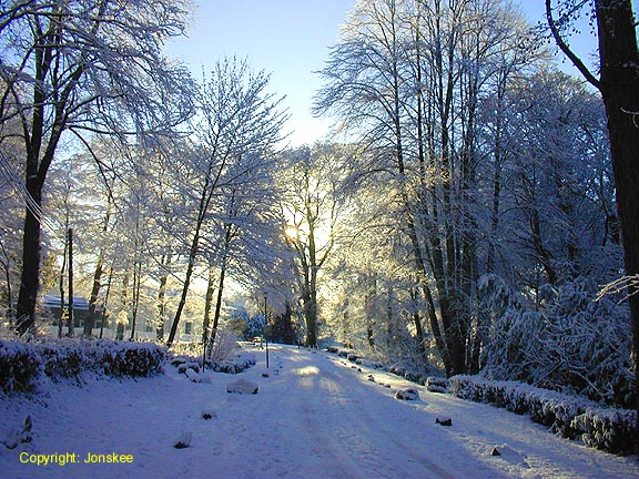Shafts of brilliant sunlight piercing the canopy of the trees.