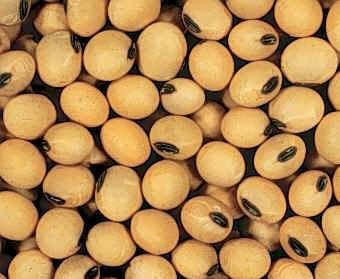 soybean.jpg (37167 bytes)