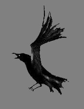 Right Crow
