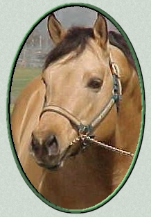 "Tessa" will be bred to Raleigh for a 2004 foal.