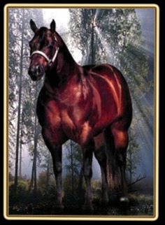 "Reba" Western Secret has been bred to Sir Cool Skip for a Jan. 2004 foal.
