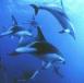 Dolphins at theGreat Barrier reef