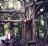 Giant Fig tree Queensland