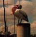 Pelican on the piles, Brisbane