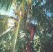 Getting coconuts for lunch in Tonga