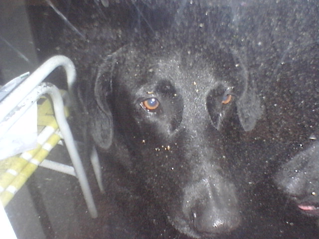 Benny, Boy. This picture is blurry because i'm looking at him through a door