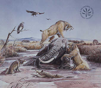 Sabretooth cat, Smilodon