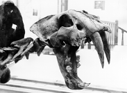 Smilodon californicus