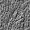 silver bark 
jpg 11k