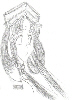 Princess Fireball