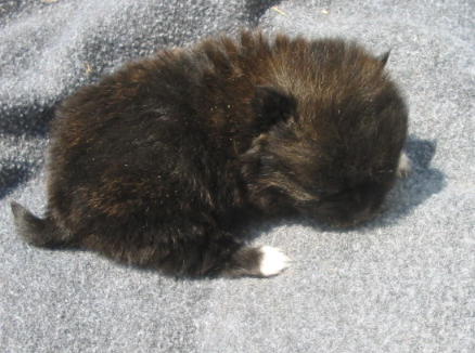 BRINDLE FEMALE