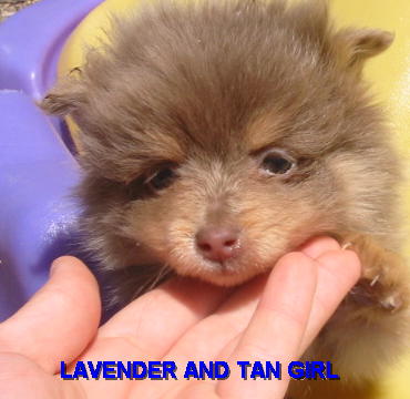LAVENDER AND TAN GIRL