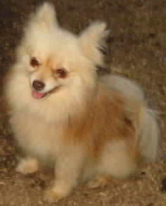 KOKO