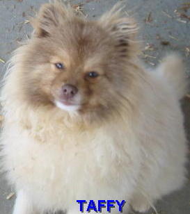TAFFY