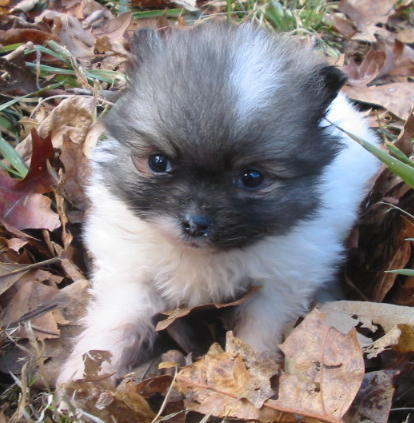 SABLE PARTI GIRL