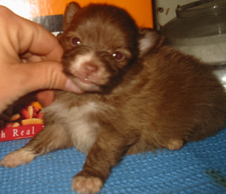 MOCHA