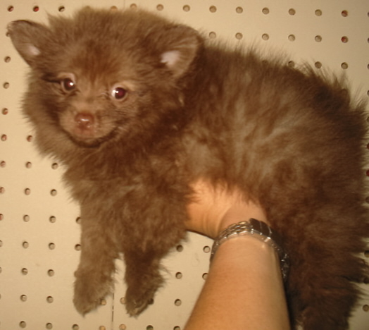 CHOC SBL