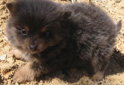 BLUE/TAN MALE