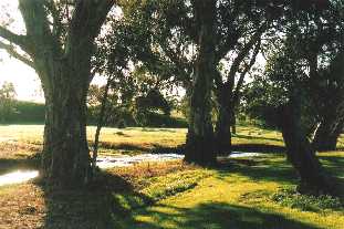 The Crystal Brook, Spring 2001