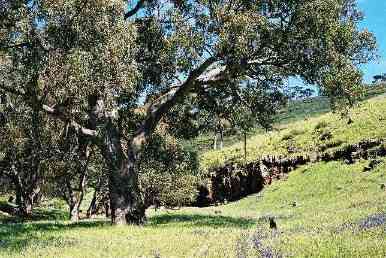 The Heysen Trail near Hugh's Gap
