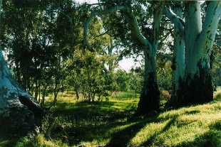 The Crystal Brook near Lion's Park