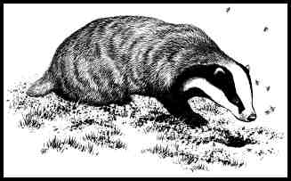 My now-lost badger, Phillip.