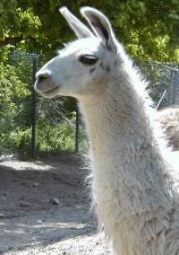 ... a llama ...