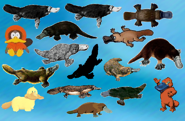 ...i...love...PLATYPUSES!!!!!