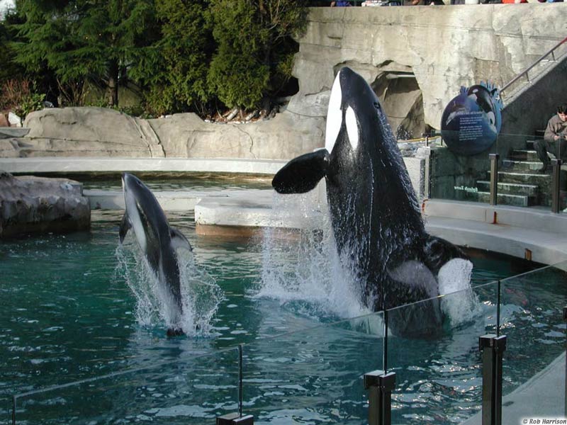 Bjossa the killer whale; died at the Vancouver Aquarium
