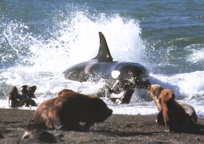 orca attacking seal pups