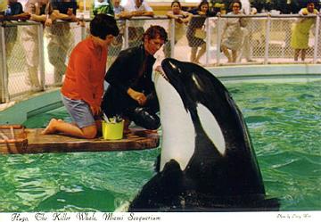 Hugo the killer whale