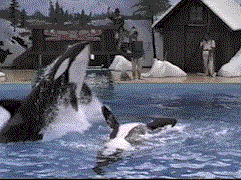 this does not teach people about wild orcas