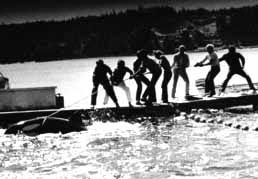 graphic photo of a young orca being captured