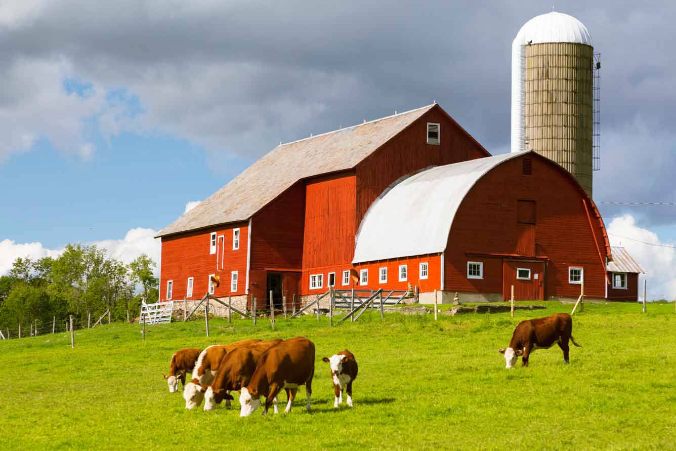 cow farm