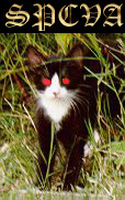 Vampire Pet