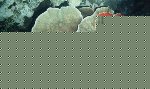  Hard Coral