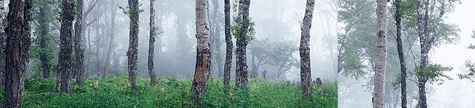 forest