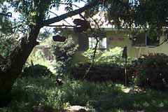 The Jungle/Kitchen/Dining