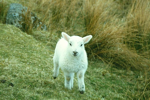 Lamb