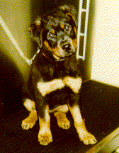 Rizzo at 8 weeks