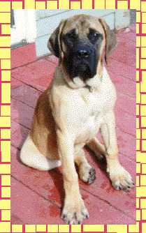 Duchess at 5 months